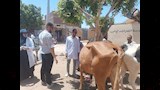  جامعة أسوان تنظم قافلة بيطرية لعلاج 633 حيواناً وطائراً بالكوبانية ونجع العرب -صور