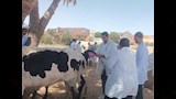 الكشف على الماشية