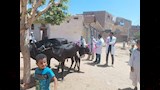 قافلة بيطرية بقرية الكوبانية