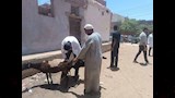 الكشف على الاغنام