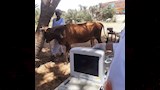 عمل سونار للحيوانات فى القافلة البيطرية