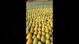 موسم حصاد المانجو بالإسماعيلية (5)