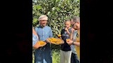 موسم حصاد المانجو بالإسماعيلية (2)
