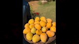 موسم حصاد المانجو بالإسماعيلية (6)
