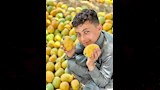 موسم حصاد المانجو بالإسماعيلية (11)