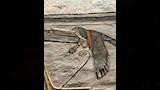 بيدرو ألونسو في زيارة لمحافظة الأقصر (1)