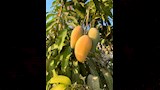ثمار المانجا