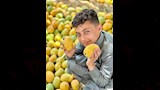 حصاد المانجو