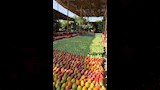 سجاد المانجا