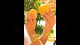 سكرى
