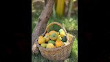 صحار السكري
