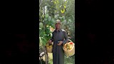 قطف الثمار
