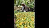 يوم الحصاد