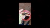 ضبط نوى بلح يستخدم في غش القهوة بالفيوم