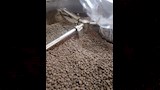 ضبط طن من بن مغشوش داخل مخزن غير مرخص بالقليوبية (3)
