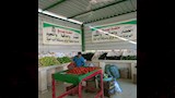 منفذ لطرح الخضر والفاكهة باسعار مخفضة في الوادي الجديد