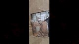 فنون جميلة أسيوط تشهد أول مشروع تخرج لمحاكاة ديناصور متحرك (1)