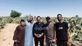 حصاد التين الشوكى من حقول المنيا (8)