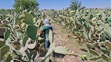 حصاد التين الشوكى من حقول المنيا (10)