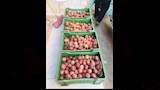  فاكهة تباع بالجرام والفص في الشرقية (1)
