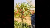  فاكهة تباع بالجرام والفص في الشرقية (4)