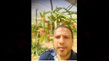  فاكهة تباع بالجرام والفص في الشرقية (9)