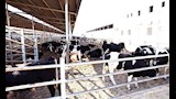 مدلولي يتفقد مشروعات زراعية وحيوانية بالجيزة والبحيرة (5)