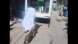 بيطري الدقهلية يطلق حملة لتعقيم وتحصين الكلاب الضالة (2)