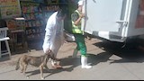 بيطري الدقهلية يطلق حملة لتعقيم وتحصين الكلاب الضالة -صور