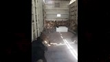 بيطري الدقهلية يطلق حملة لتعقيم وتحصين الكلاب الضالة (3)