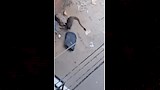 حيوان غريب يشبه النمس يثير الذعر في مدينة أبشواي (2)