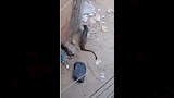حيوان غريب يشبه النمس يثير الذعر في مدينة أبشواي (3)