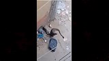 حيوان غريب يشبه النمس يثير الذعر في مدينة أبشواي (4)