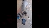 حيوان غريب يشبه النمس يثير الذعر في مدينة أبشواي (5)