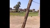ظهور النمس المصرى بالقرب من المنازل بالفيوم