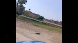 ظهور النمس المصرى بالقرب من المنازل بالفيوم 