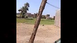 ظهور النمس المصرى بالقرب من المنازل بالفيوم