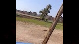 بعد ظهوره في شوارع الفيوم.. كيف يساهم النمس في مكافحة القوارض والثعابين؟