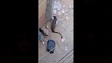 هل يُشكل ظهور النمس خطرًا؟.