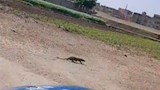 هل يُشكل ظهور النمس خطرًا؟.. محافظة الفيوم تجيب في بيان رسمي