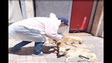 تحصين وتعقيم الكلاب الضالة (4)