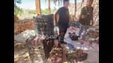 بيع المانجو للتجار
