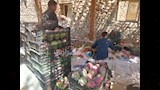 تجهيز المانجو للتجار