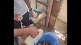 الحملة التفتيشية ،