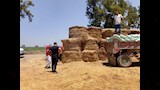 ضبط 108 شكاير دقيق مدعم مخبأة داخل أرض زراعية في الدقهلية  (2)