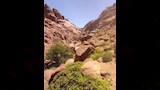 الاشجار والنياتات_1
