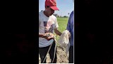 اصطياد ثعابين بالشرقية 3 