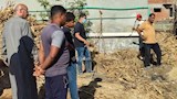 كتيبة الدكروني في منيا القمح.. 6 مغامرين يطاردون الأفاعي بحقول الشرقية -فيديووصور