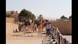 نائب محافظ الجيزة تلتقي أصحاب الخيل والجمال (8)