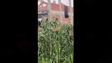 الأهالي يستدعون الحماية المدنية